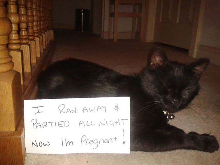 These Cats Totally Deserve To Be Cat Shamed (30 pics)