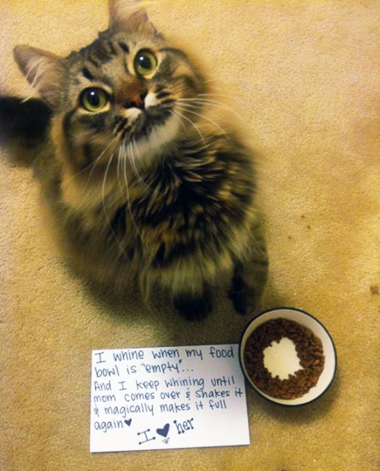 These Cats Totally Deserve To Be Cat Shamed (30 pics)