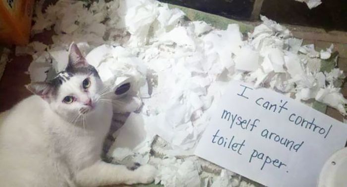 These Cats Totally Deserve To Be Cat Shamed (30 pics)