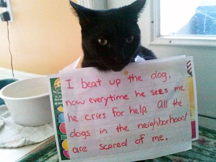 These Cats Totally Deserve To Be Cat Shamed (30 pics)