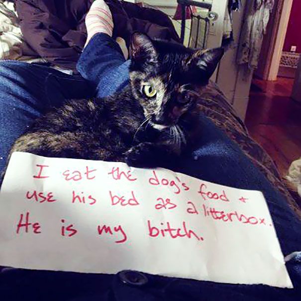 These Cats Totally Deserve To Be Cat Shamed (30 pics)