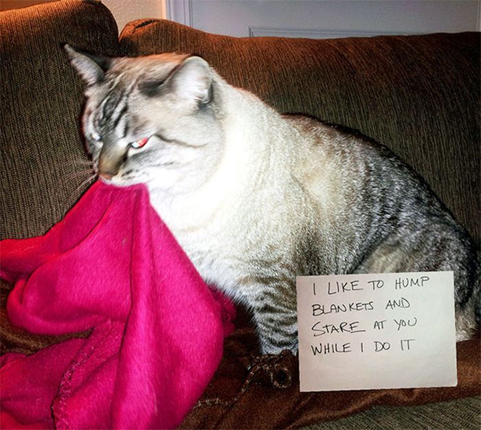 These Cats Totally Deserve To Be Cat Shamed (30 pics)