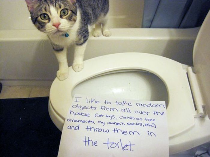 These Cats Totally Deserve To Be Cat Shamed (30 pics)