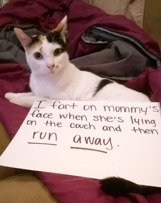 These Cats Totally Deserve To Be Cat Shamed (30 pics)