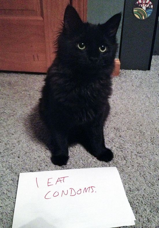 These Cats Totally Deserve To Be Cat Shamed (30 pics)