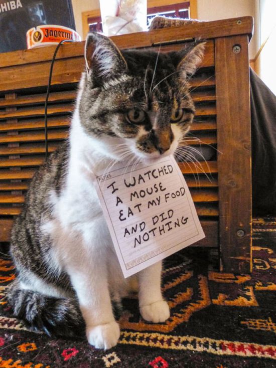 These Cats Totally Deserve To Be Cat Shamed (30 pics)