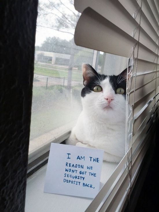 These Cats Totally Deserve To Be Cat Shamed (30 pics)