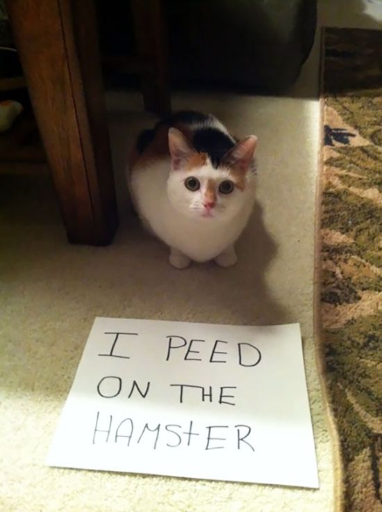 These Cats Totally Deserve To Be Cat Shamed (30 pics)