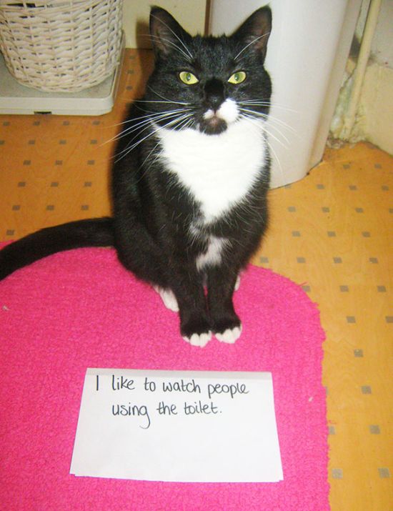These Cats Totally Deserve To Be Cat Shamed (30 pics)