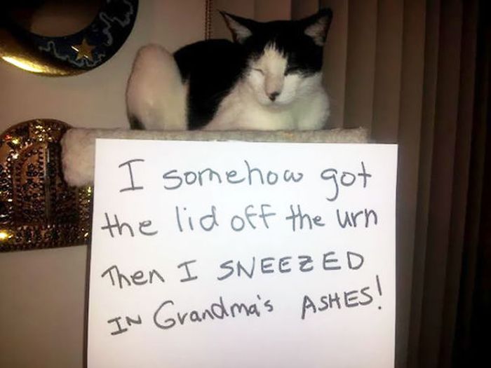 These Cats Totally Deserve To Be Cat Shamed (30 pics)