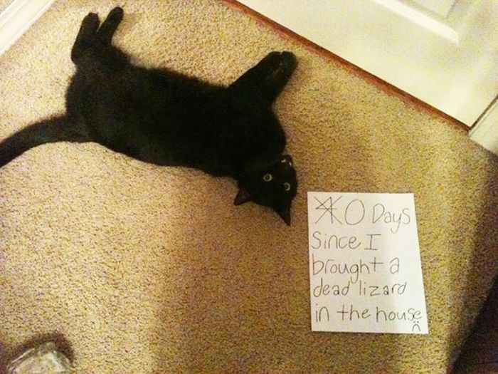 These Cats Totally Deserve To Be Cat Shamed (30 pics)
