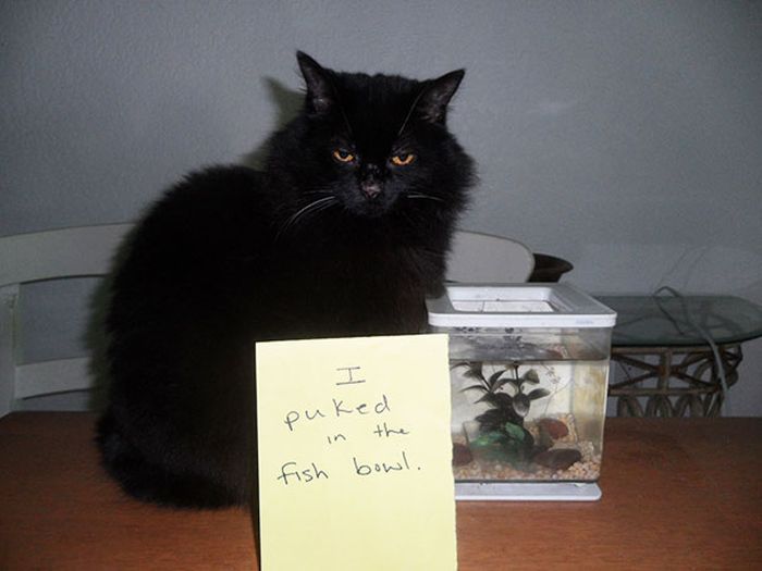 These Cats Totally Deserve To Be Cat Shamed (30 pics)