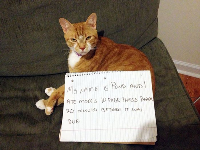 These Cats Totally Deserve To Be Cat Shamed (30 pics)