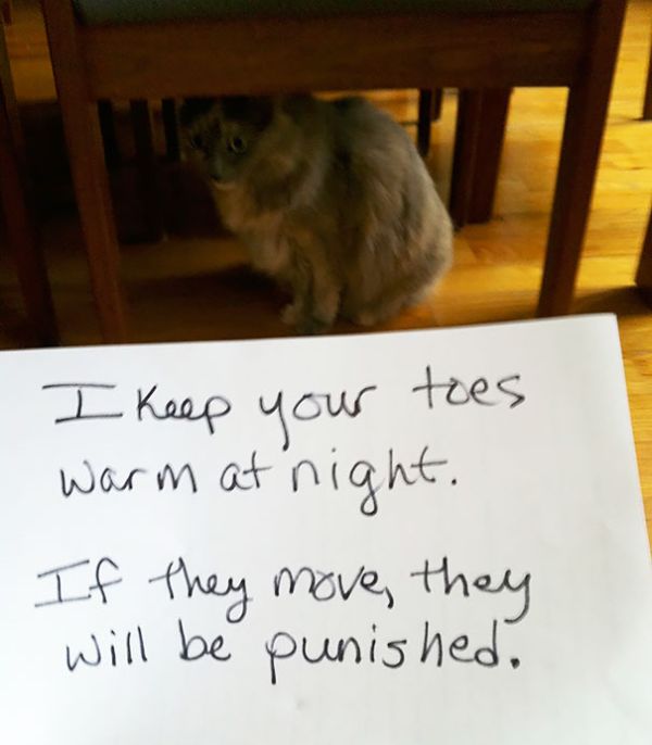 These Cats Totally Deserve To Be Cat Shamed (30 pics)