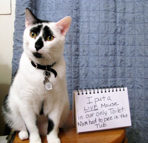 These Cats Totally Deserve To Be Cat Shamed (30 pics)