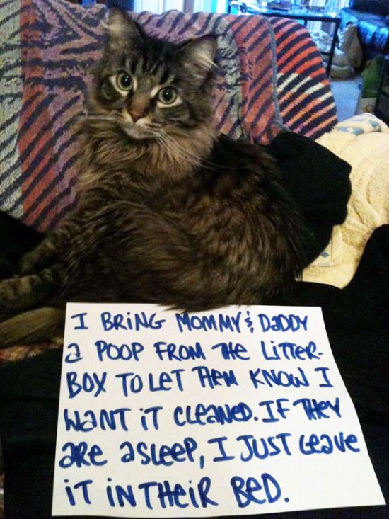 These Cats Totally Deserve To Be Cat Shamed (30 pics)