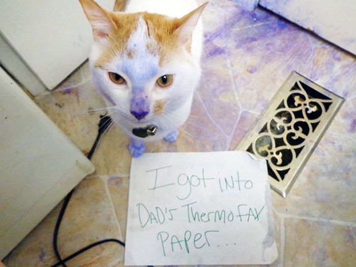 These Cats Totally Deserve To Be Cat Shamed (30 pics)