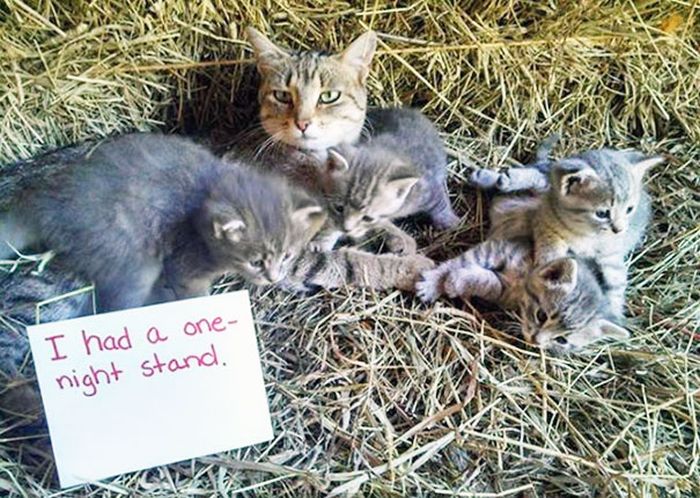 These Cats Totally Deserve To Be Cat Shamed (30 pics)