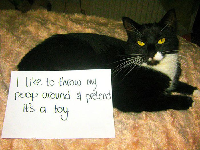 These Cats Totally Deserve To Be Cat Shamed (30 pics)