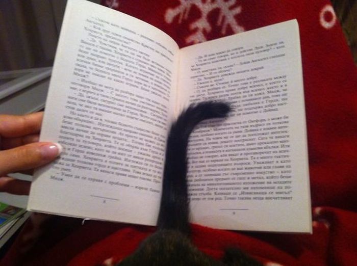 Cats That Just Don't Want Humans To Get Any Reading Done (35 pics)
