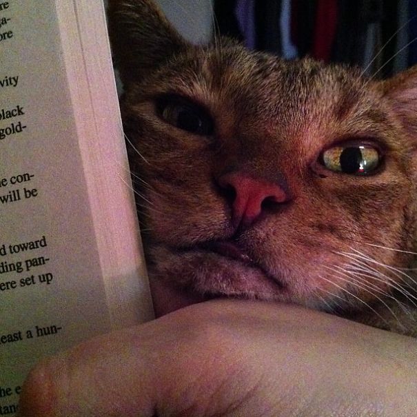 Cats That Just Don't Want Humans To Get Any Reading Done (35 pics)