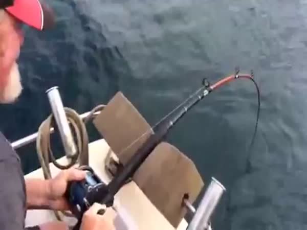 Shark Surprises Fisherman