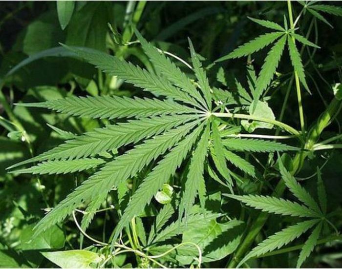 Facts About Marijuana (24 pics)
