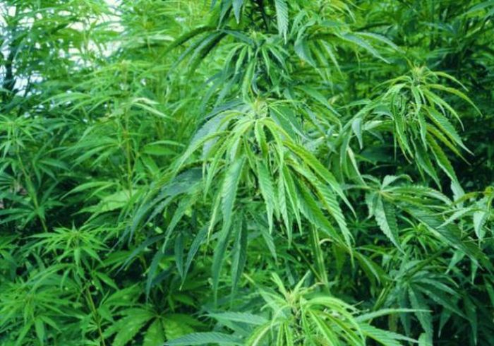 Facts About Marijuana (24 pics)