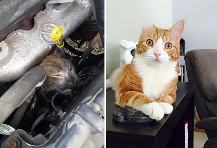 Before And After Photos Show How A Good Home Can Change A Cat (30 pics)