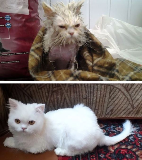 Before And After Photos Show How A Good Home Can Change A Cat (30 pics)