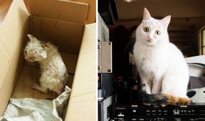 Before And After Photos Show How A Good Home Can Change A Cat (30 pics)
