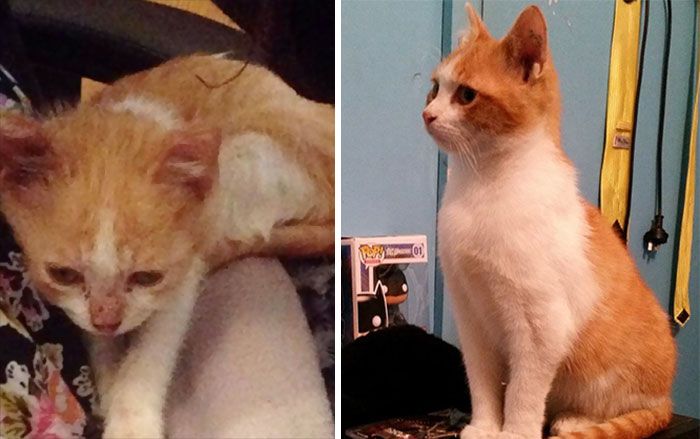 Before And After Photos Show How A Good Home Can Change A Cat (30 pics)