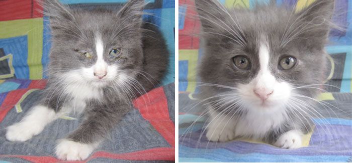Before And After Photos Show How A Good Home Can Change A Cat (30 pics)