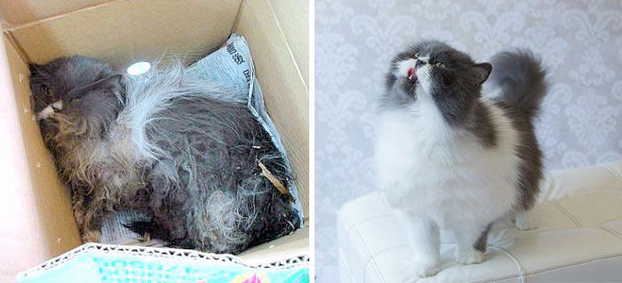 Before And After Photos Show How A Good Home Can Change A Cat (30 pics)