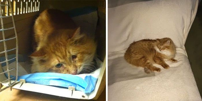 Before And After Photos Show How A Good Home Can Change A Cat (30 pics)
