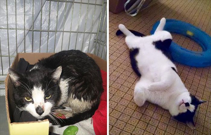Before And After Photos Show How A Good Home Can Change A Cat (30 pics)