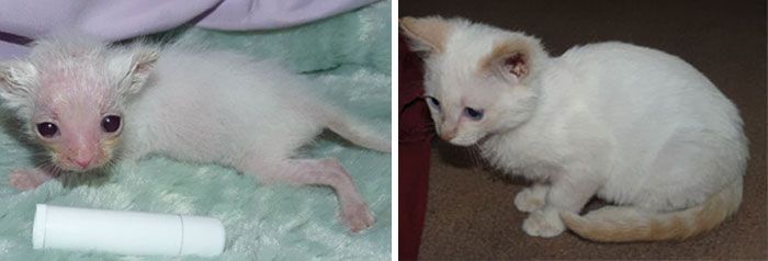Before And After Photos Show How A Good Home Can Change A Cat (30 pics)