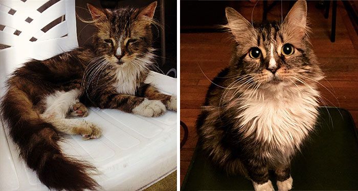 Before And After Photos Show How A Good Home Can Change A Cat (30 pics)