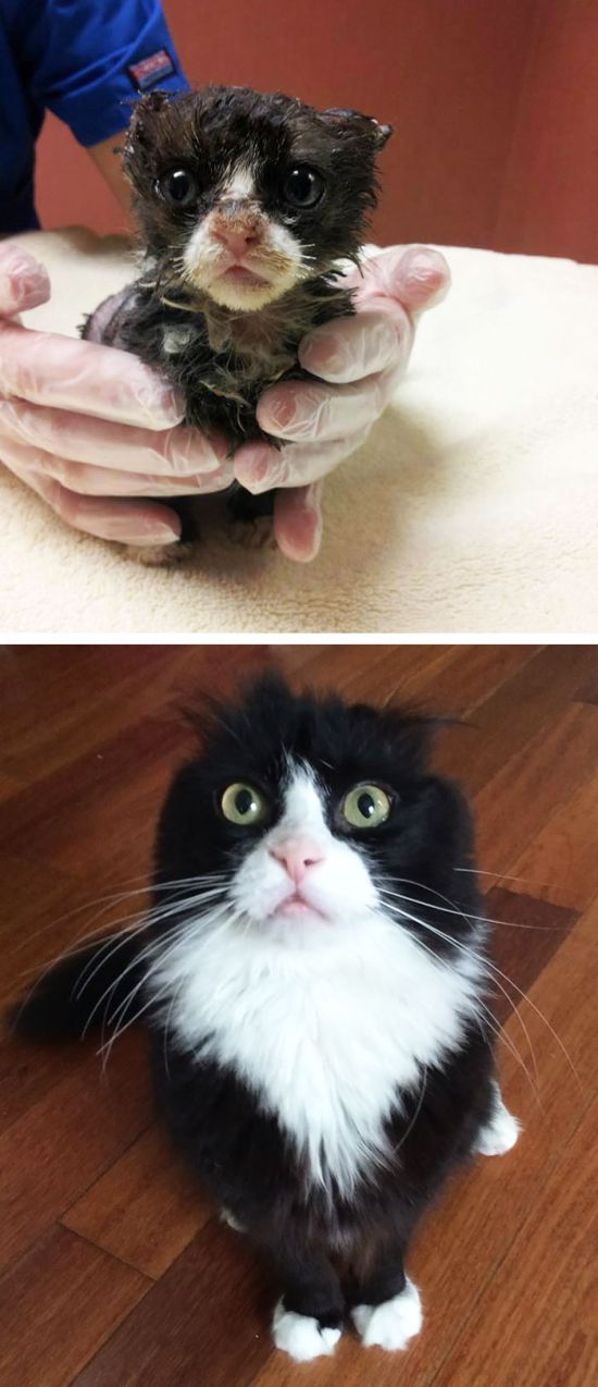 Before And After Photos Show How A Good Home Can Change A Cat (30 pics)