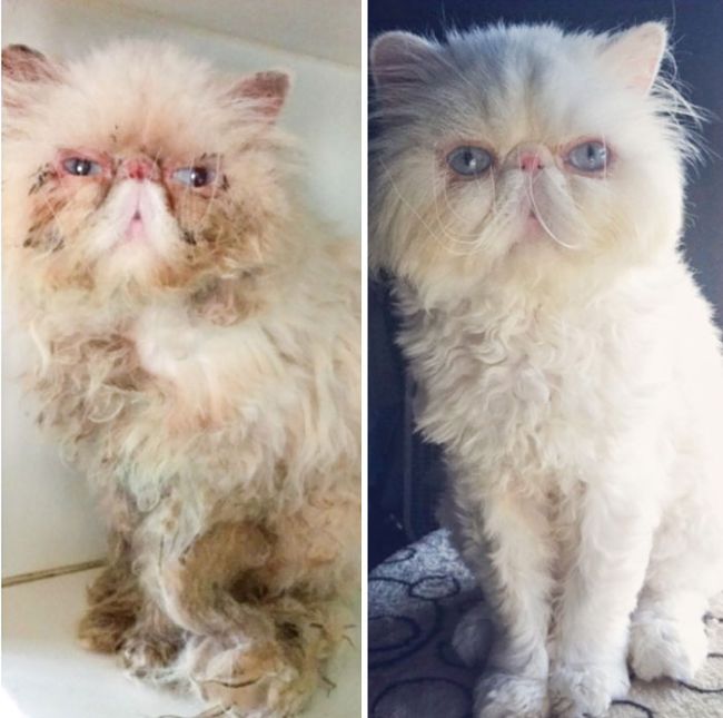 Before And After Photos Show How A Good Home Can Change A Cat (30 pics)