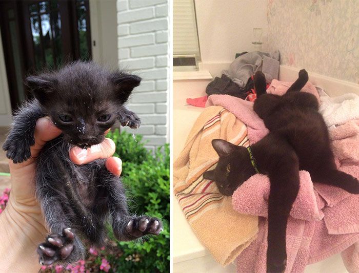 Before And After Photos Show How A Good Home Can Change A Cat (30 pics)