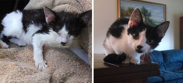 Before And After Photos Show How A Good Home Can Change A Cat (30 pics)