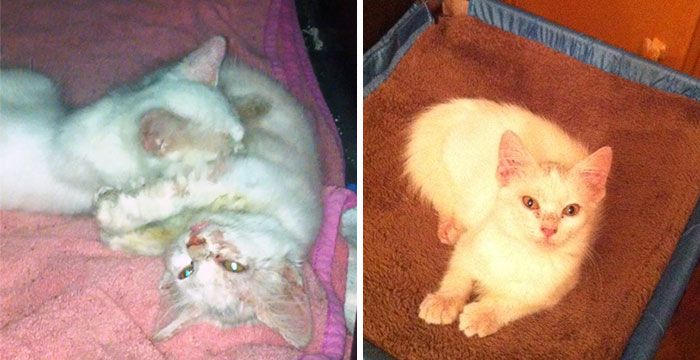 Before And After Photos Show How A Good Home Can Change A Cat (30 pics)