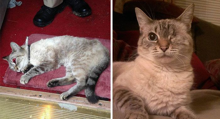 Before And After Photos Show How A Good Home Can Change A Cat (30 pics)