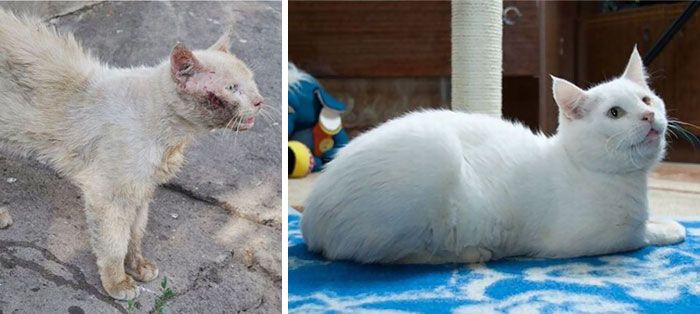 Before And After Photos Show How A Good Home Can Change A Cat (30 pics)