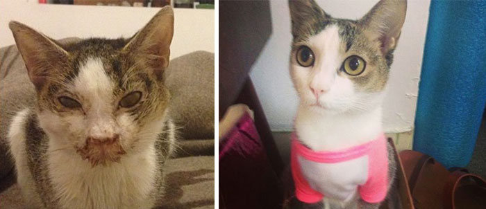 Before And After Photos Show How A Good Home Can Change A Cat (30 pics)