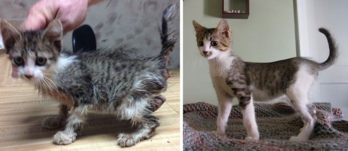 Before And After Photos Show How A Good Home Can Change A Cat (30 pics)