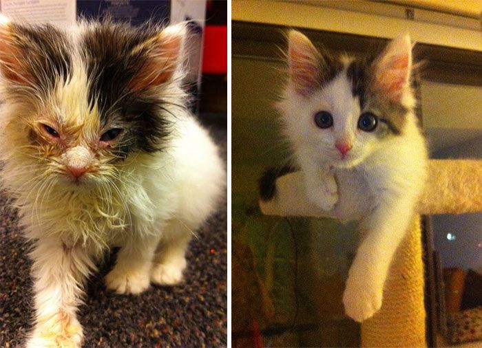 Before And After Photos Show How A Good Home Can Change A Cat (30 pics)