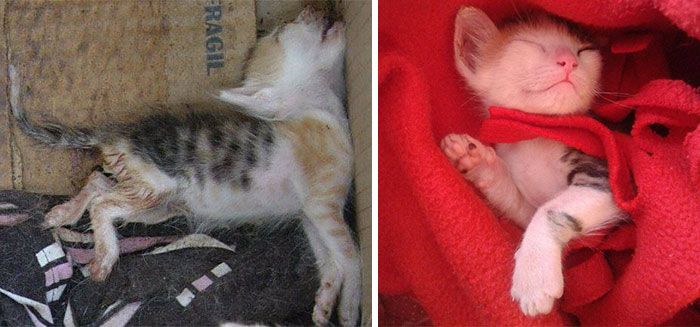 Before And After Photos Show How A Good Home Can Change A Cat (30 pics)