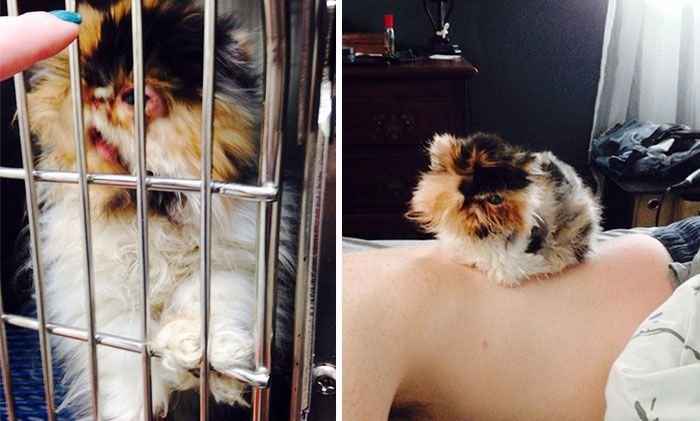 Before And After Photos Show How A Good Home Can Change A Cat (30 pics)